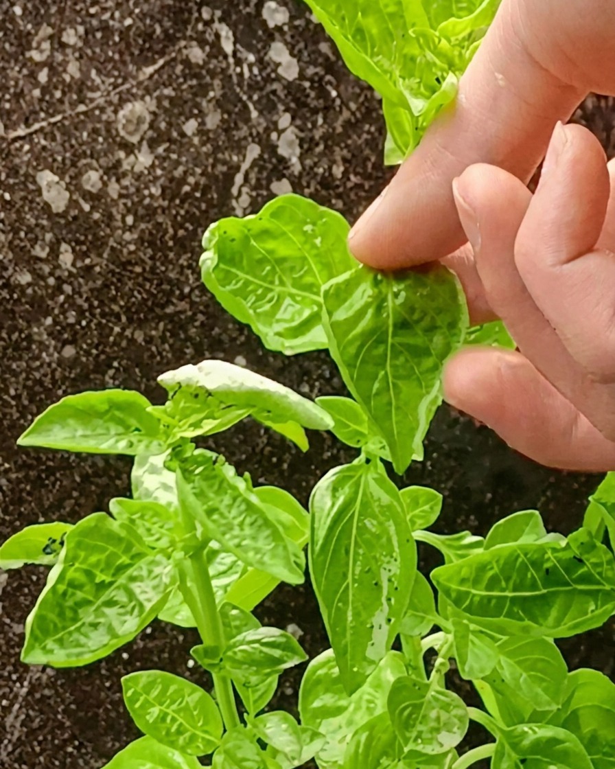 Gładki, żywozielony sos z bazylii i awokado przygotowany w blenderze.
